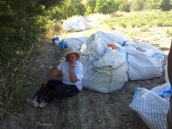 Η παραγωγός Άννα Τζήμτσου κατά τη συγκομιδή σε χωράφι  με λεβάντα στη Λούβρη Κοζάνης